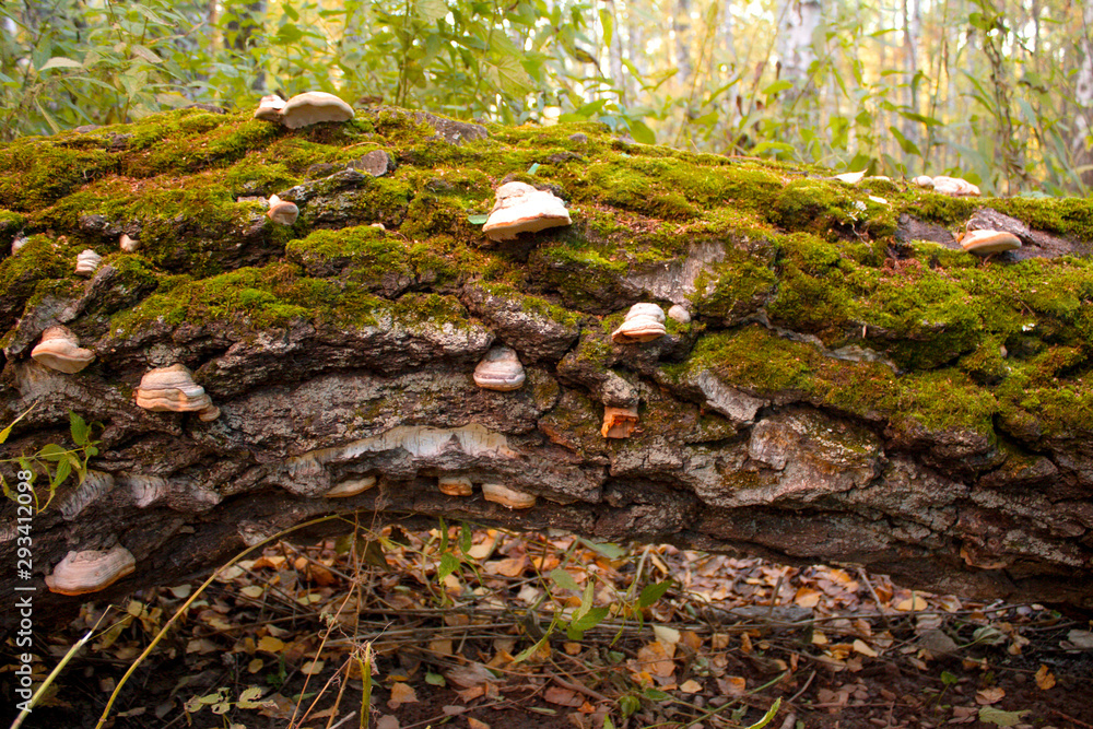 felled tree trunk overgrown with moss and mushrooms felled tree trunk overgrown with moss and mushrooms