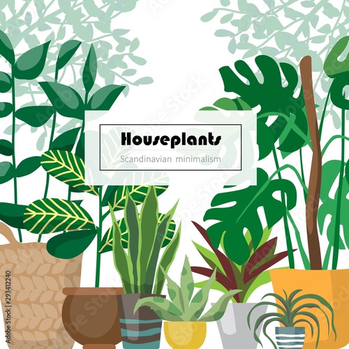 Collection of decorative houseplants isolated on white background. Bundle of trendy plants growing in pots or planters. Set of beautiful natural home decorations. Flat colorful vector illustration.