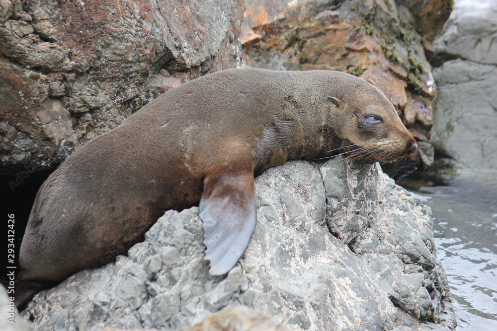 Fototapeta premium Fur seal chilling at the Pacific Ocean on the South Island of New Zealand
