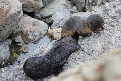 Fur seal chilling at the Pacific Ocean on the South Island of New Zealand