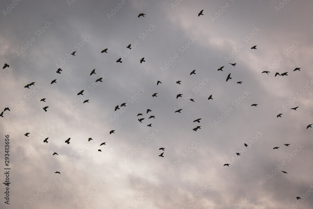 flock of birds silhouette flock of birds silhouette