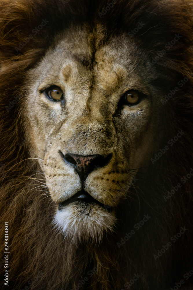 Male lion Male lion