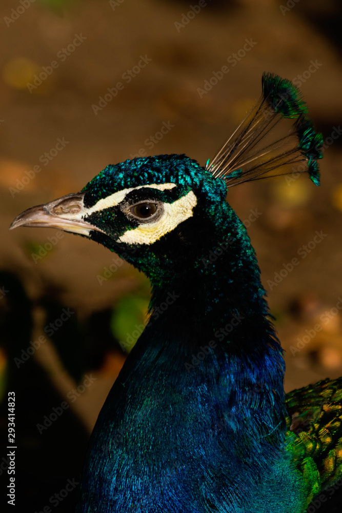 Portrait of a peacock Portrait of a peacock