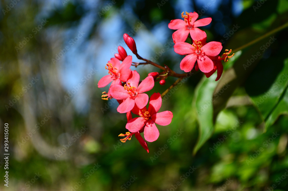 沖縄の赤いテイキンザクラの花 Stock 写真 Adobe Stock