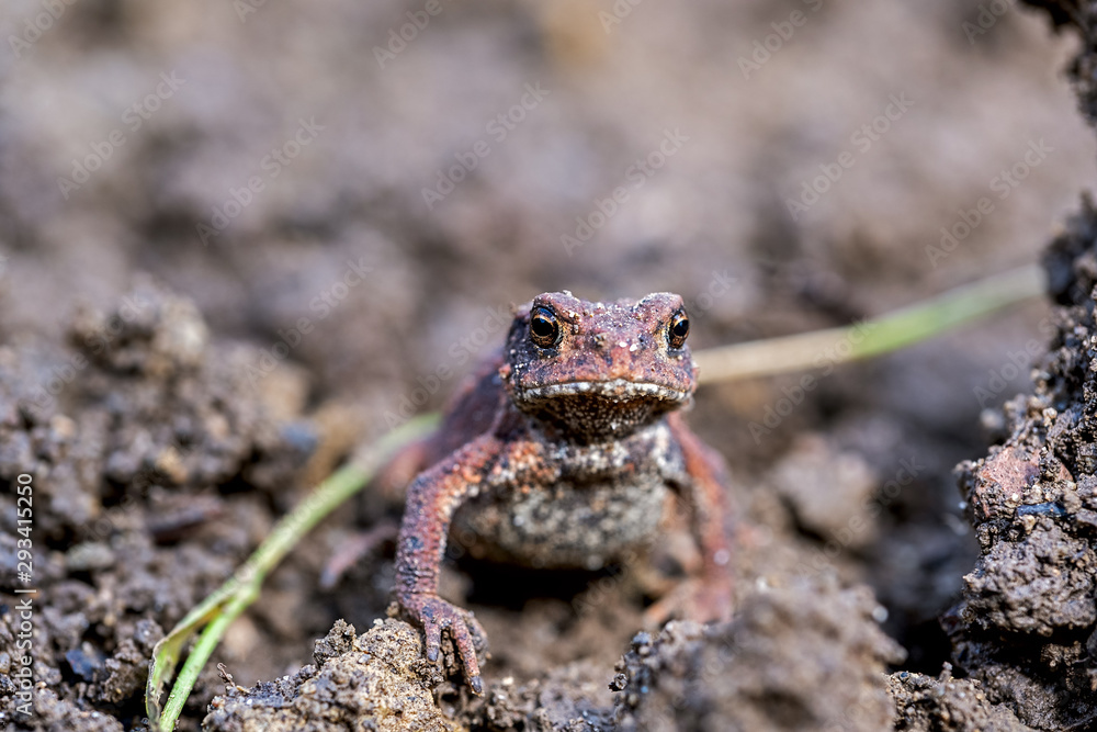 Fototapeta premium young toad in the garden looking into the camera