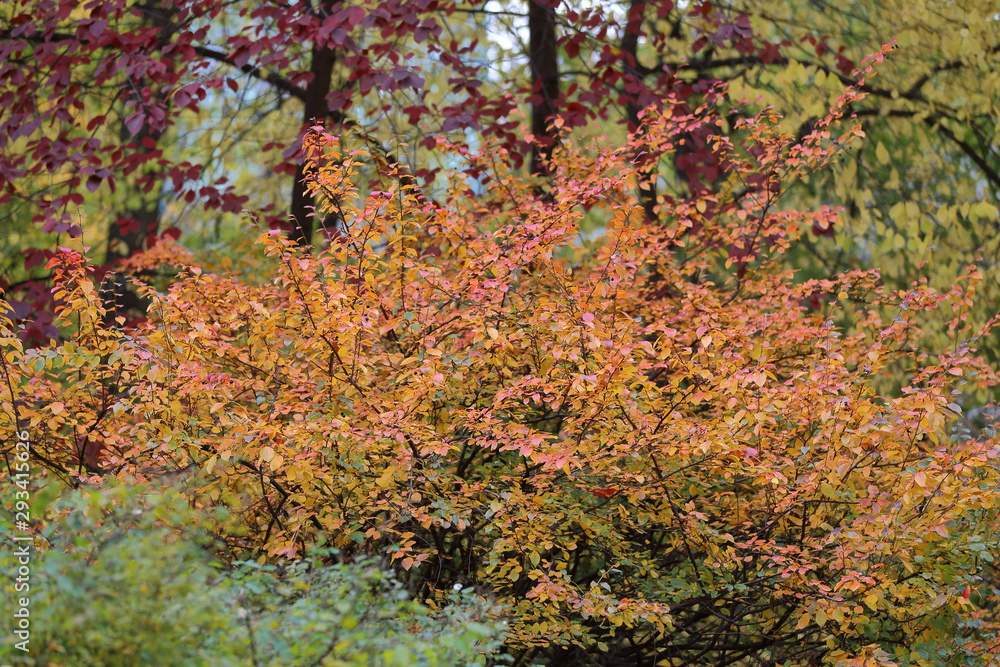 Picturesque deciduous tree with yellow foliage in the autumn park Picturesque deciduous tree with yellow foliage in the autumn park