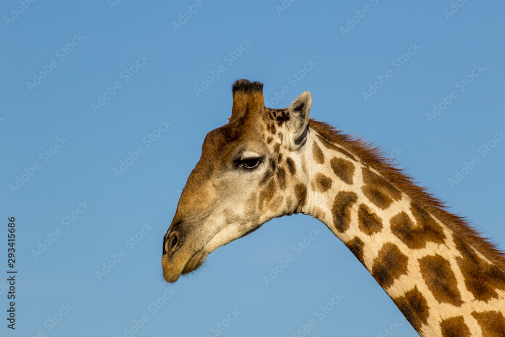 Giraffe Etosha national park wildlife Afrika Giraffe Etosha national park wildlife Afrika