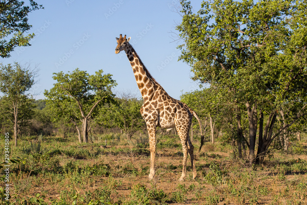 Giraffe Etosha national park wildlife Afrika Giraffe Etosha national park wildlife Afrika