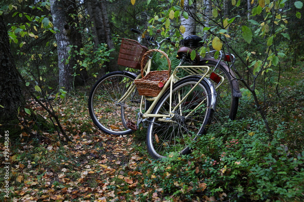 Close-up of two bicycles with mushrooms in a wicker basket near a tree in the autumn forest.The concept of active recreation