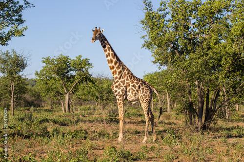 Giraffe Etosha national park wildlife Afrika