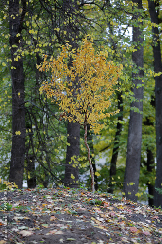 Picturesque deciduous tree with yellow foliage in the autumn park