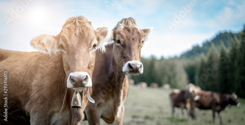 eine Herde Kühe grasen auf einer saftigen Weide in den Alpen © Anselm