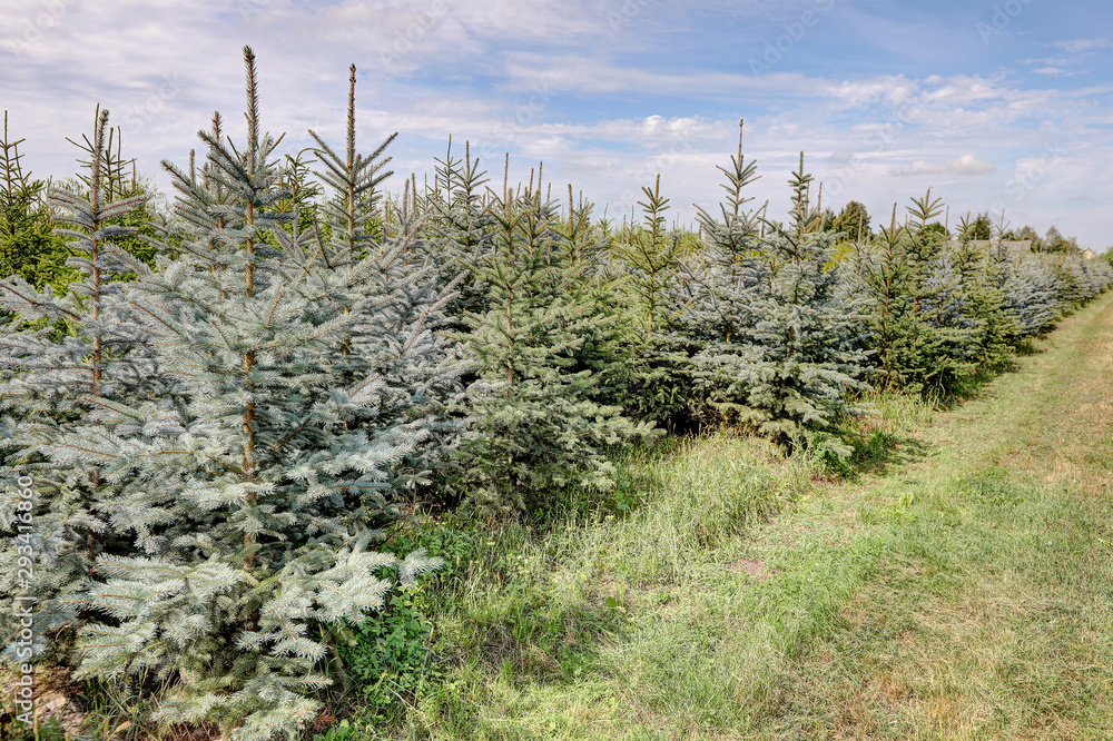 Obraz premium spruce and fir plantation for Christmas trees