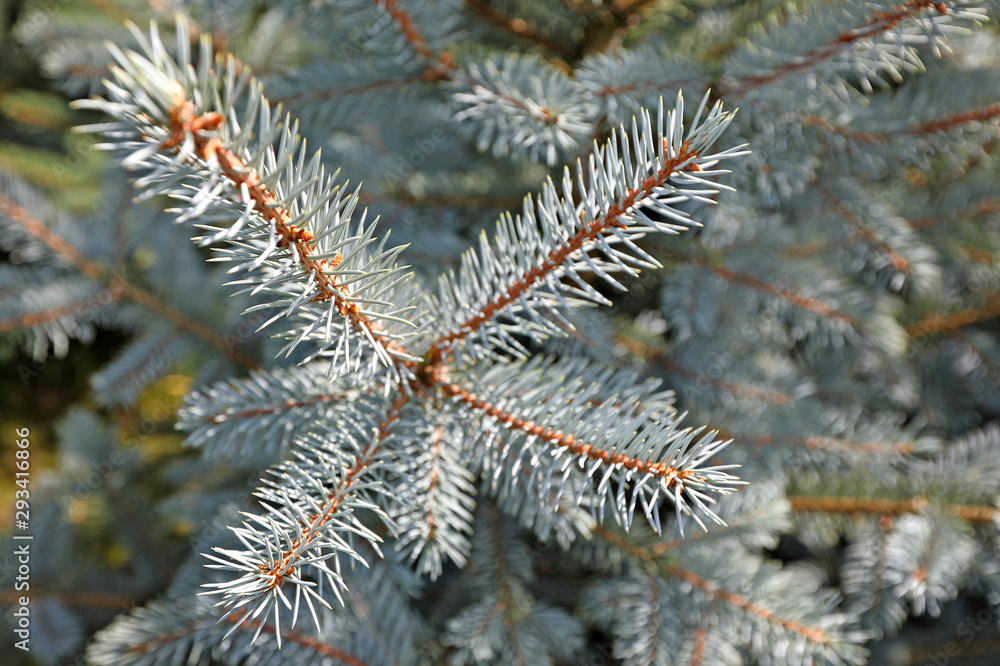 spruce and fir plantation for Christmas trees spruce and fir plantation for Christmas trees