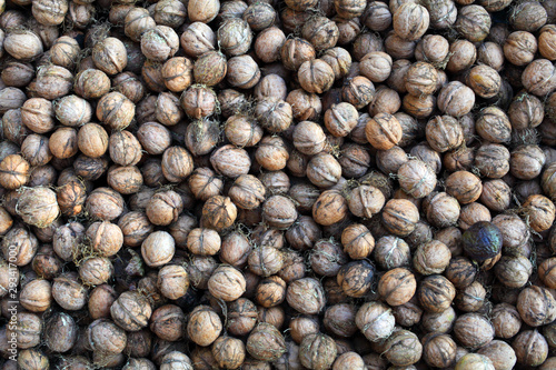 Freshly picked walnuts background texture