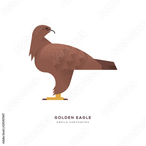 Golden eagle wild animal on isolated background