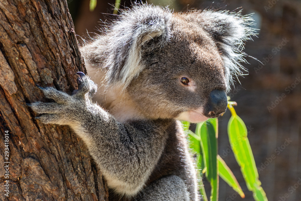 Naklejka premium Koala on eucalyptus tree in Australia.