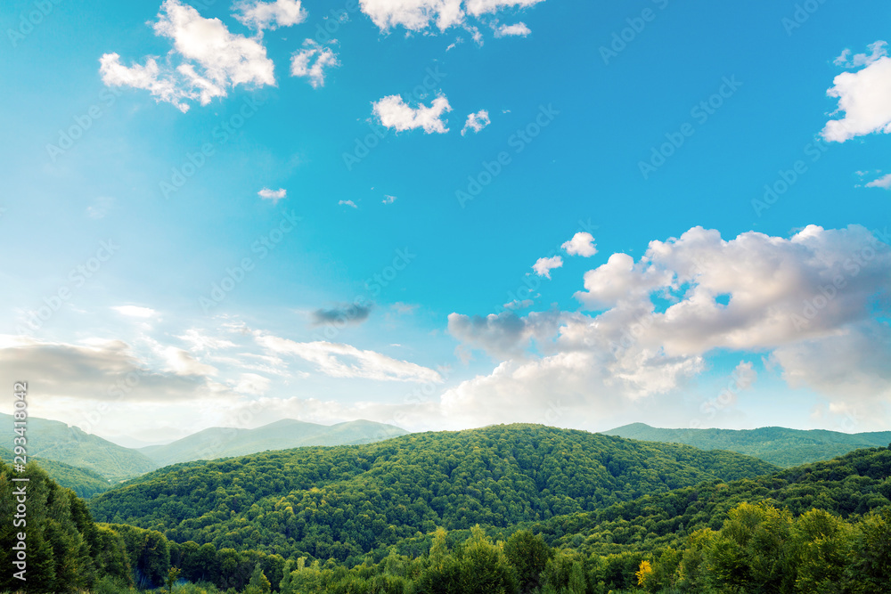 Obraz premium Mountain landscape, Pine tree forest