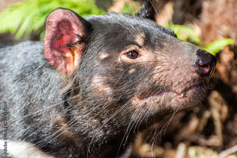 Tasmanian devil (Sarcophilus harrisii) Stock Photo | Adobe Stock