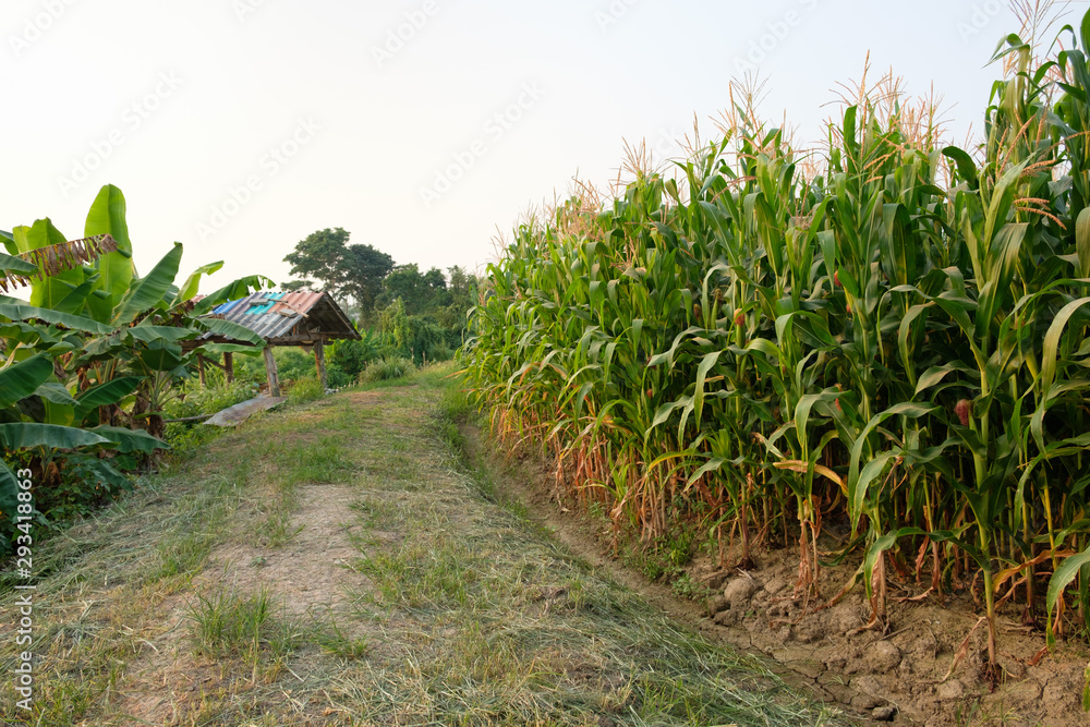 Corn is not fully grown in farm,Maize field at country side,Hut next to banana tree Corn is not fully grown in farm,Maize field at country side,Hut next to banana tree