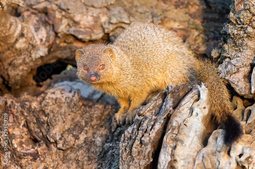 Baby yellow mongoose sitting in a dead tree in morning sun