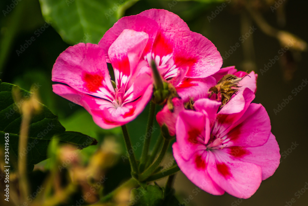 Pink flowered garden climbing plants Pink flowered garden climbing plants