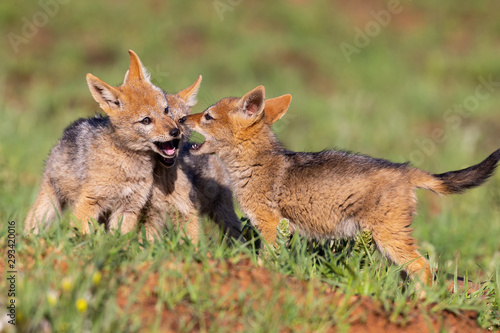 Canvastavla Three Black Backed Jackal puppies play in short green grass to develop skills