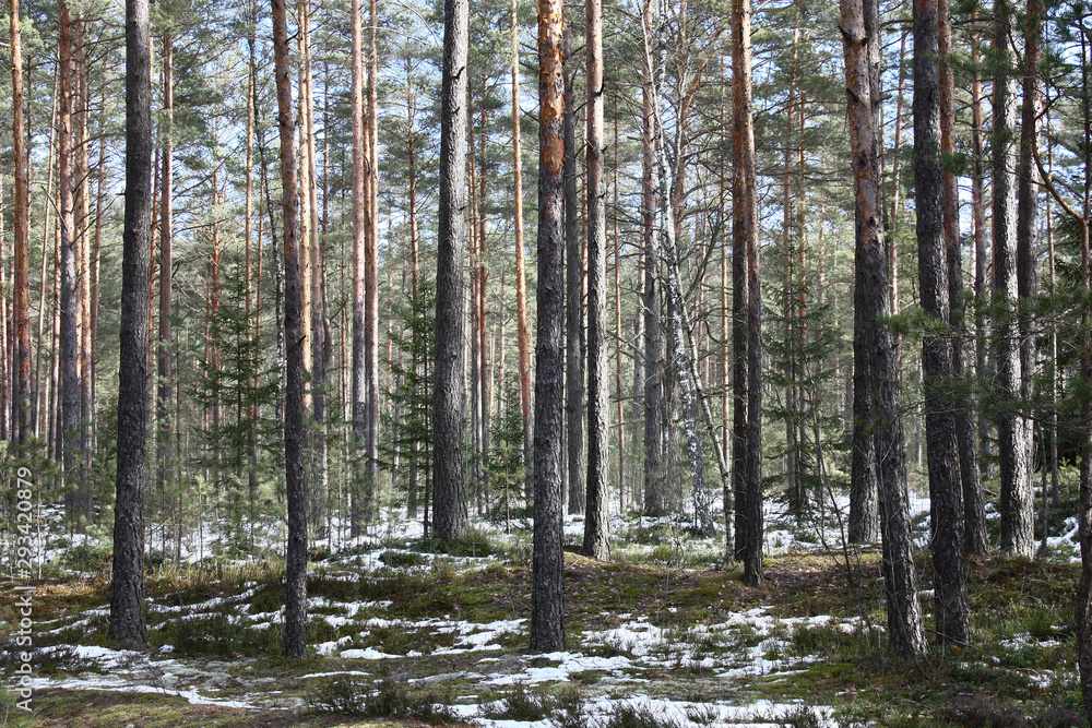 Fototapeta premium The coniferous forest with rare pines and young fir-trees and birches is well lit with the bright spring sun. On the earth a heather, a moss and the remains of white snow.