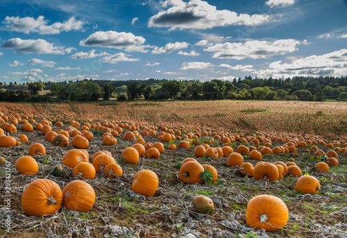 Pumpkin crop