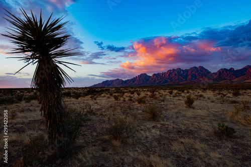 Organ Mountains and Yucca