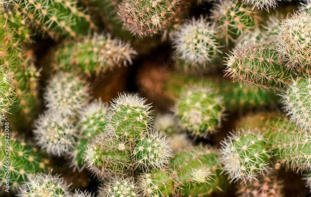 Closeup detail - cluster of cacti growing together, hair thin thorns, only few in focus Closeup detail - cluster of cacti growing together, hair thin thorns, only few in focus