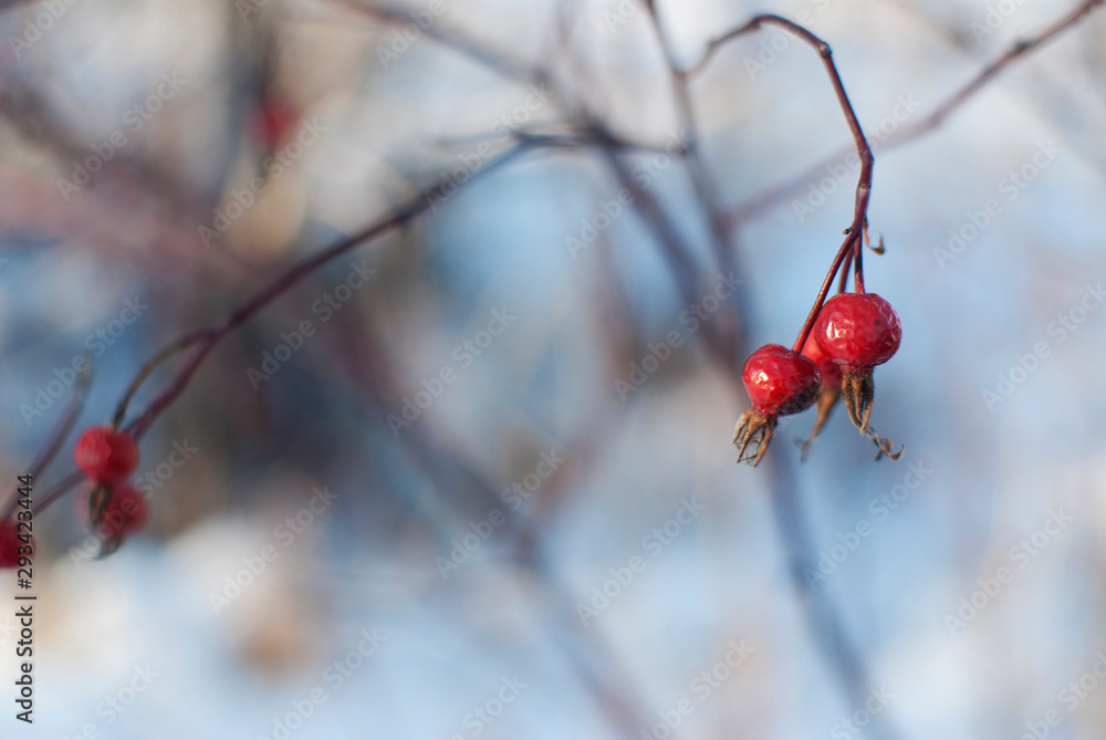 rRed berries in the snow rRed berries in the snow