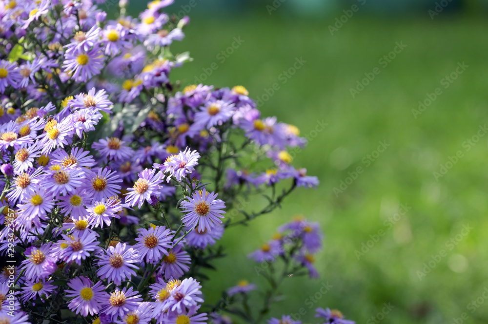 Pollination Of Violet Flowers Aster Pollination Of Violet Flowers Aster