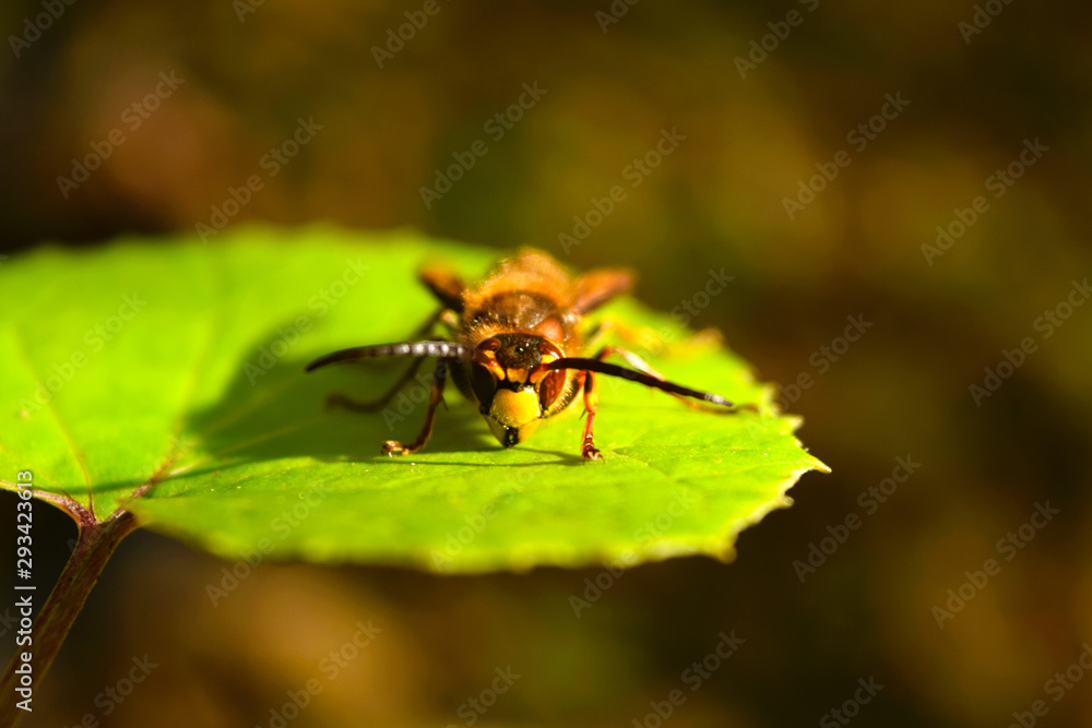 Fototapeta premium Hornet closeup front view sitting on a leaf.
