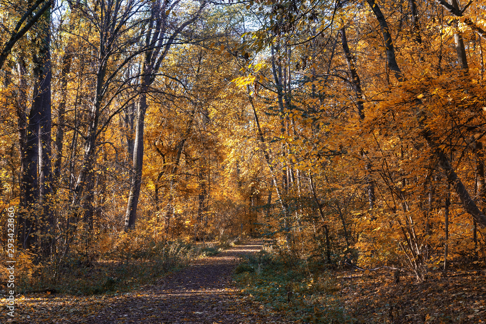 path in the autumn forest path in the autumn forest
