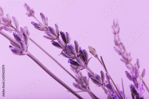 Close-Up Of Violet Lavender Flower Background