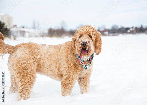 Goldendoodle 