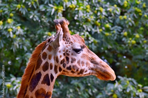 Head of the African giraffe...