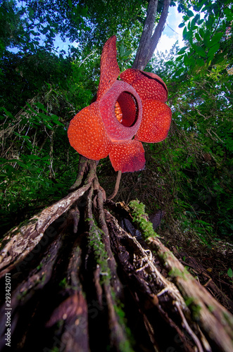 Raflesia Arnoldy