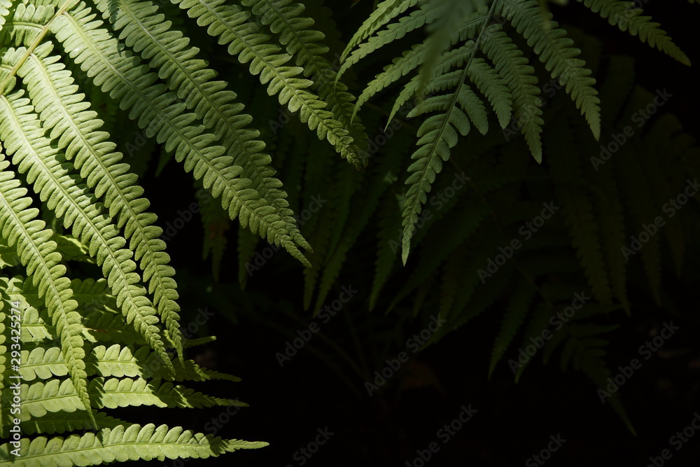 fresh green fern leaves texture background