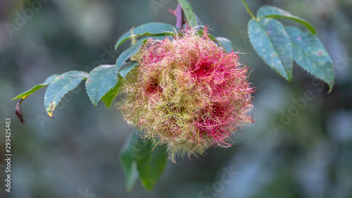 Robin's pincushion gall on Dog Rose