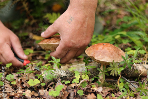 Mushroom picking man cuts mushroom