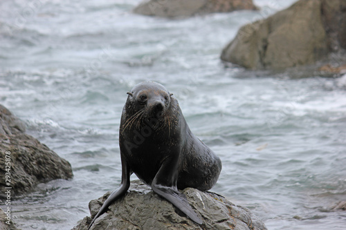 Fur seal chilling at the Pacific Ocean on the South Island of New Zealand