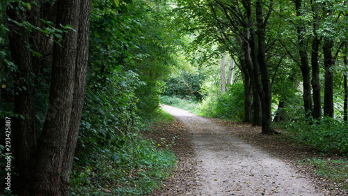 Wald Allee
