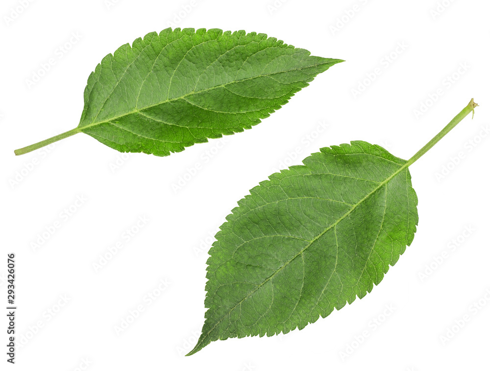 Fototapeta premium Green Apple-tree leaves isolated on white