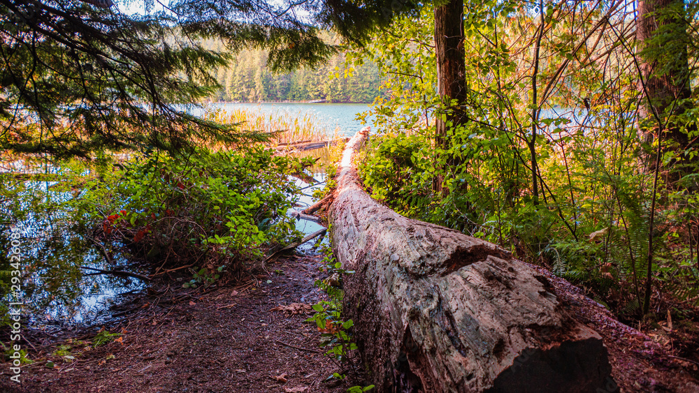 Felled tree reaching out to lake - from Loop Trail at Sasamat Lake, Belcarra Provincial Park Felled tree reaching out to lake - from Loop Trail at Sasamat Lake, Belcarra Provincial Park