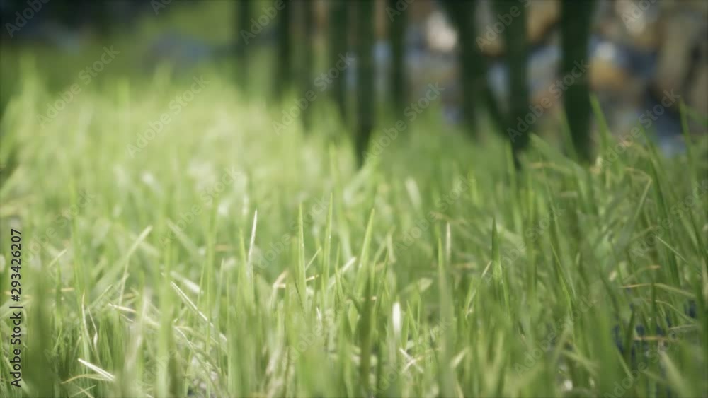 fresh green Grass on the forest fresh green Grass on the forest