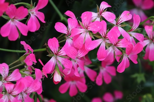 pinke Blüten der Geranie