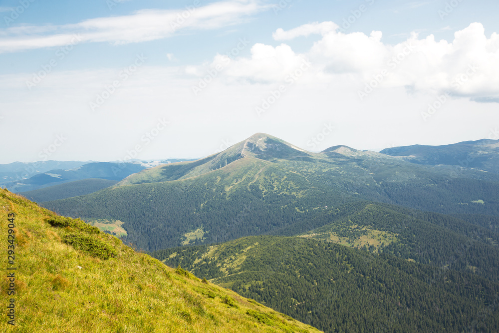 Panoramic view of the summer Carpathian Mountains from Petros Mount. Green hills with pine-trees. Active rest in mountains.