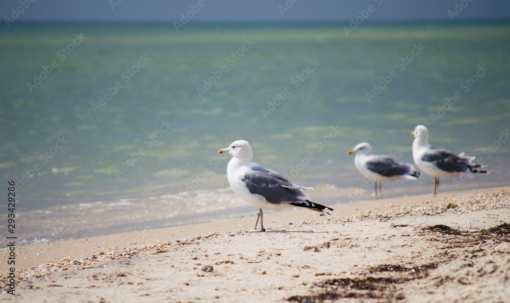 Seagulls against seashore. Close up view of white bird seagull with natural blue background. Seagulls against seashore. Close up view of white bird seagull with natural blue background.